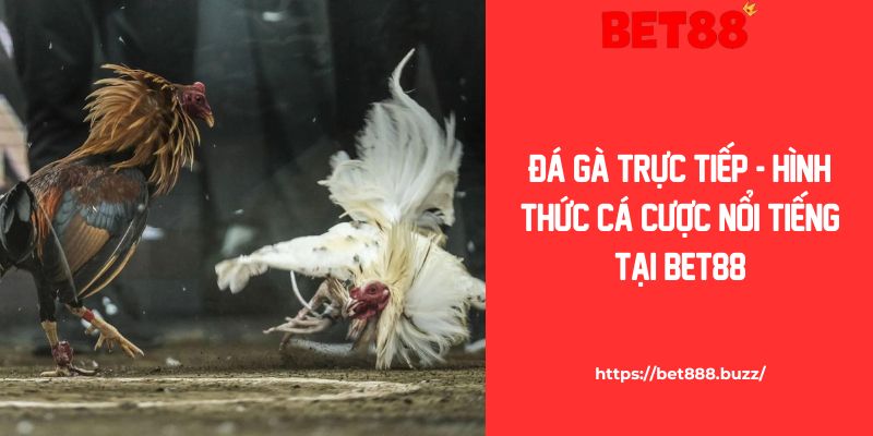 Đá Gà Trực Tiếp - Hình Thức Cá Cược Nổi Tiếng Tại Bet88