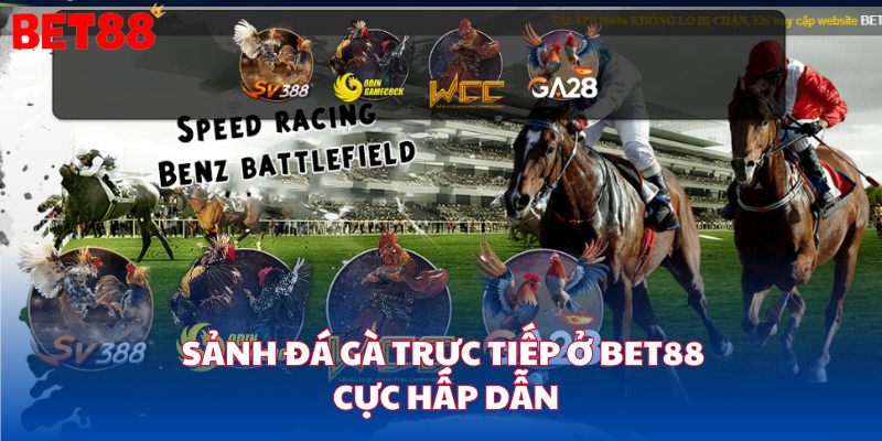 Sảnh đá gà trực tiếp ở bet88 cực hấp dẫn