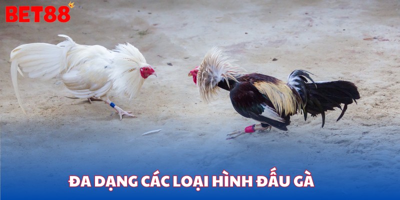 Đa dạng các loại hình đấu gà cho người chơi lựa chọn