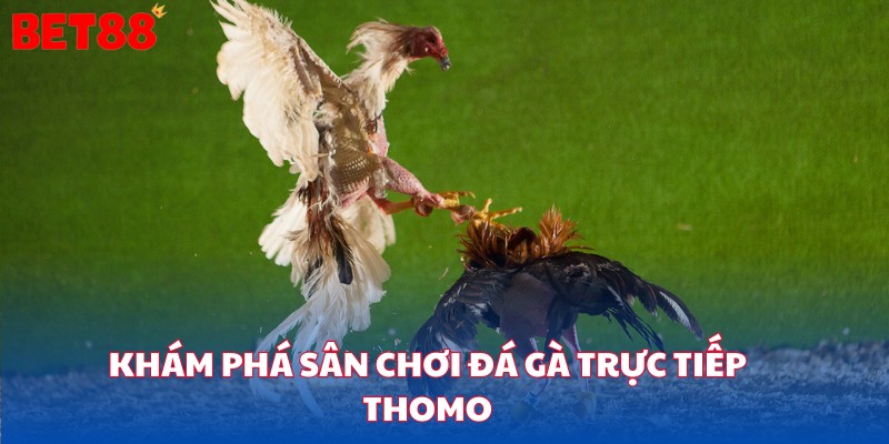 Đá gà trực tiếp thomo tại bet88 là sân chơi đầy thách thức 