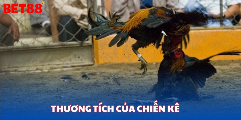 Dựa vào thương tích của các chiến kê